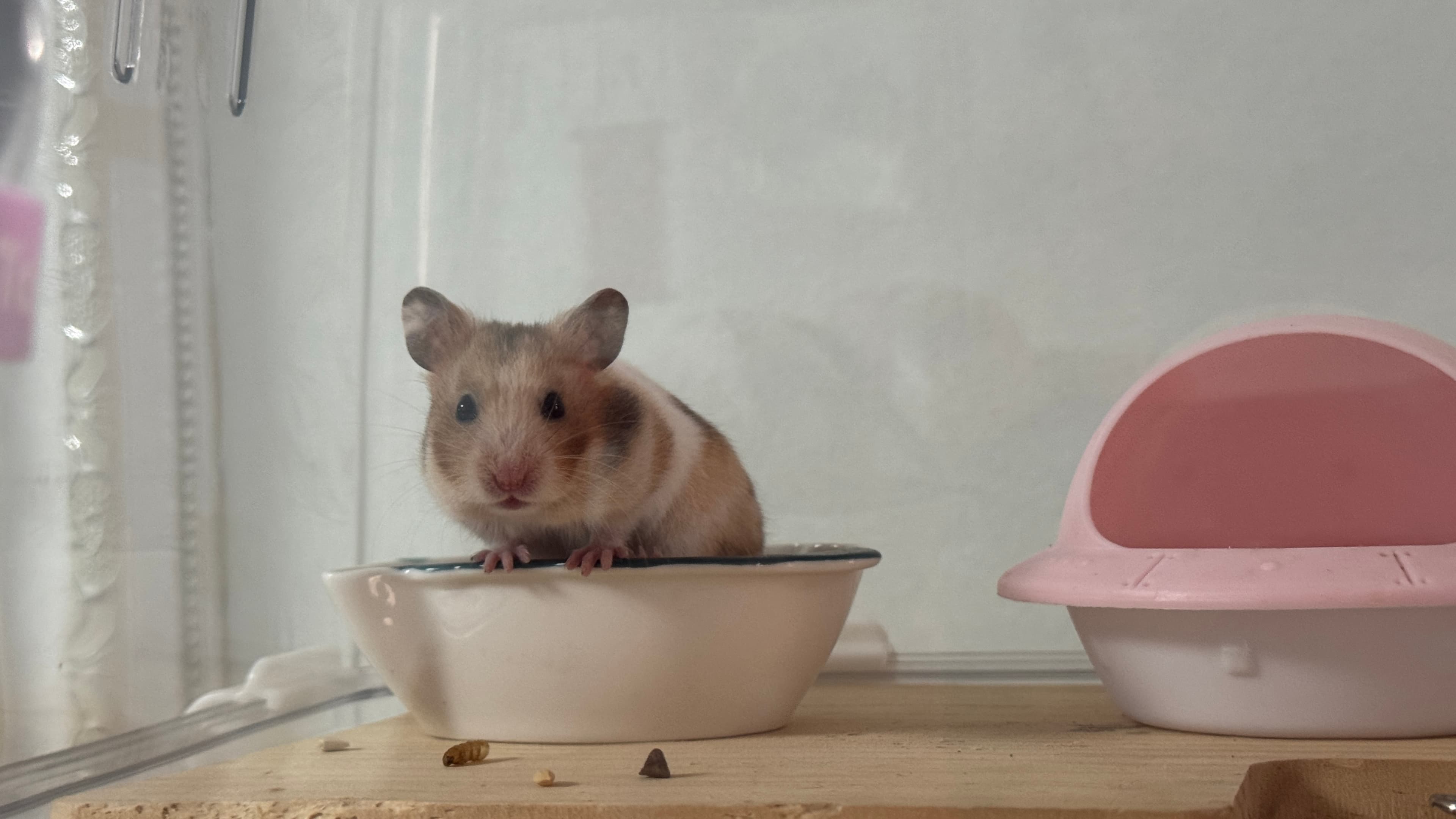 虎纹白腰金丝熊妹妹